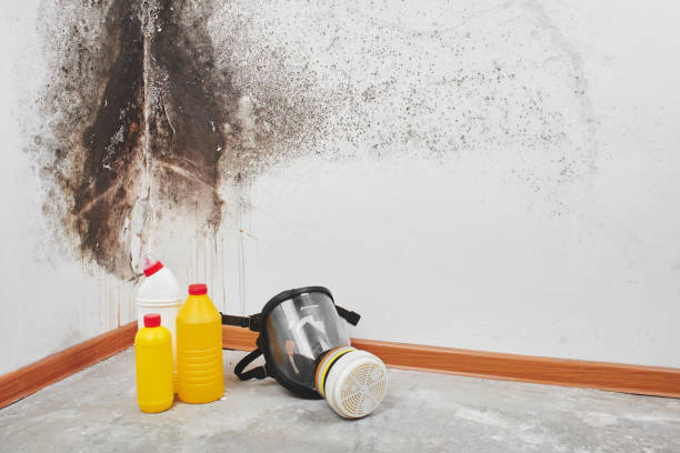 Best Localized Mold Remediation (e.g., coastal areas, humid climates) in Bren Arrow, OK