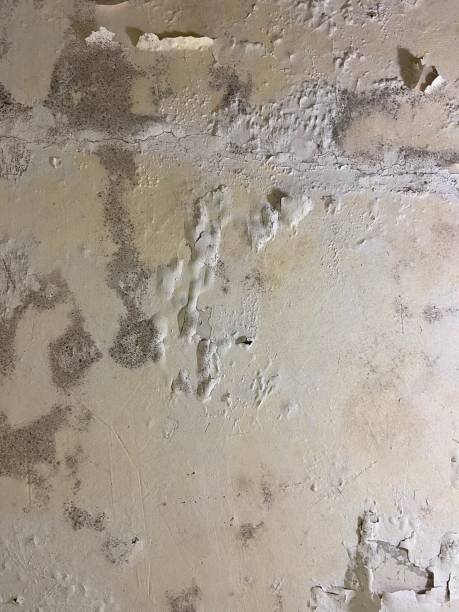 Professional Mold Remediation in Broken Arrow, OK