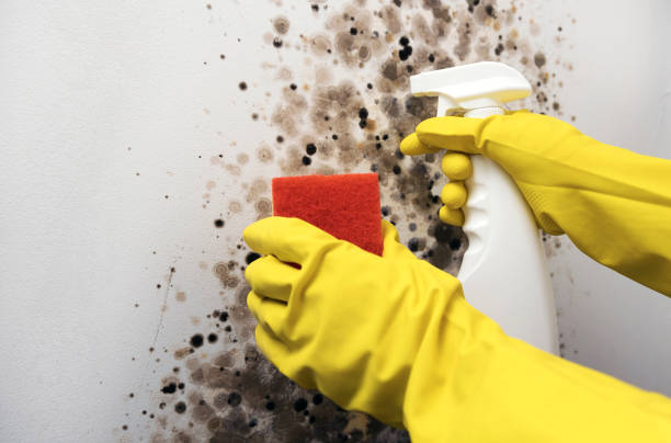 Best Post-Flood Mold Remediation in Bren Arrow, OK