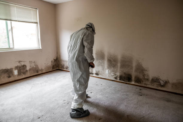Best White Mold Remediation in Bren Arrow, OK