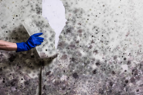 Best HVAC Mold Remediation in Bren Arrow, OK
