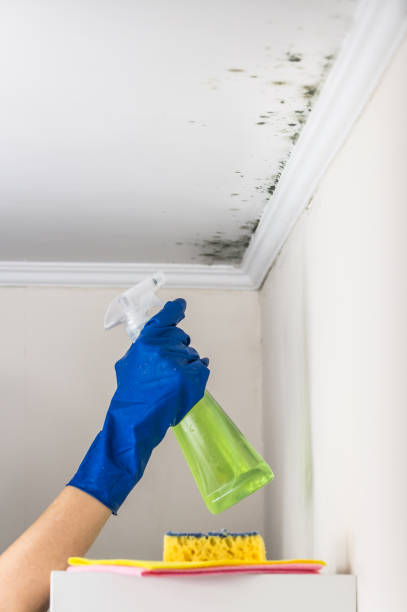 Best Post-Flood Mold Remediation in Bren Arrow, OK